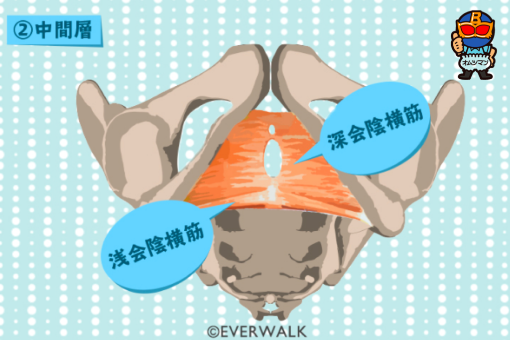 骨盤底筋　解剖　中間層
