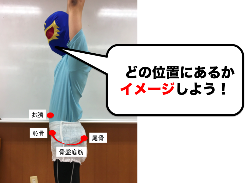 骨盤庭筋　位置　触診　イメージ