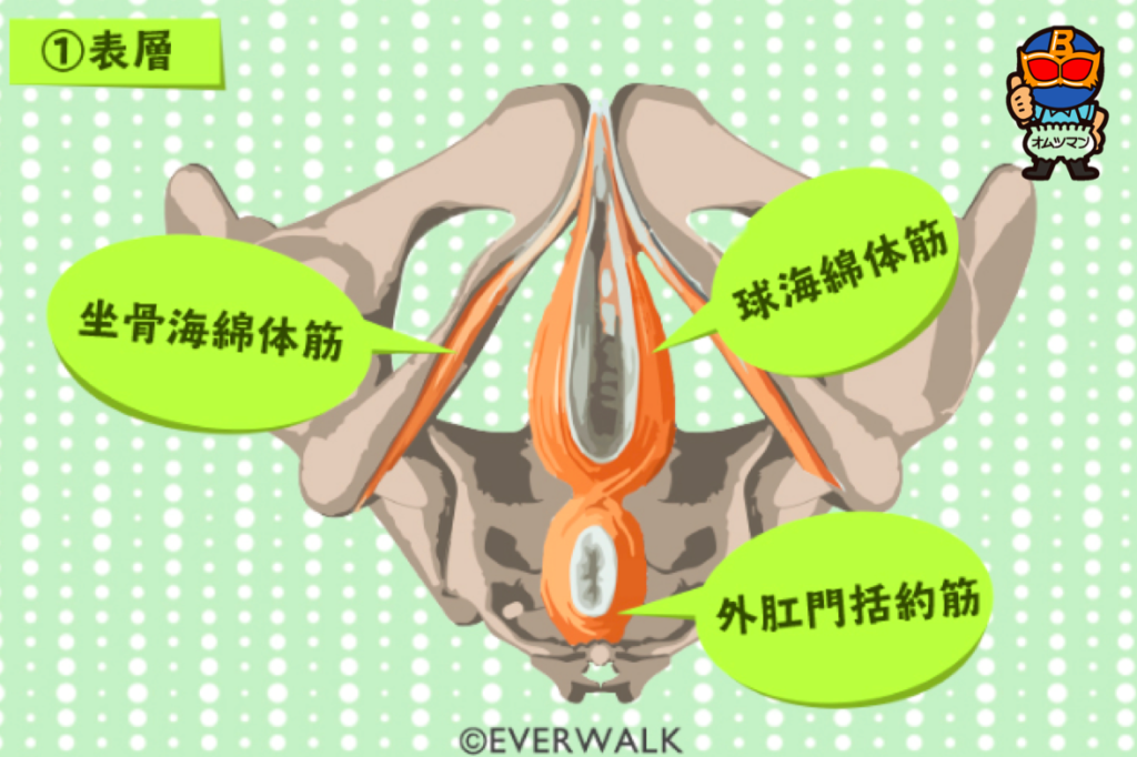 骨盤底筋　解剖　表層